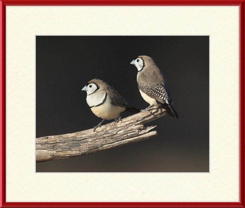 Taeniopygia bichenovii - Glen Alice - Great Pictures Framed