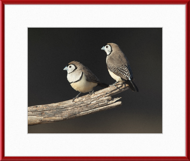 Taeniopygia bichenovii - Glen Alice - Great Pictures Framed