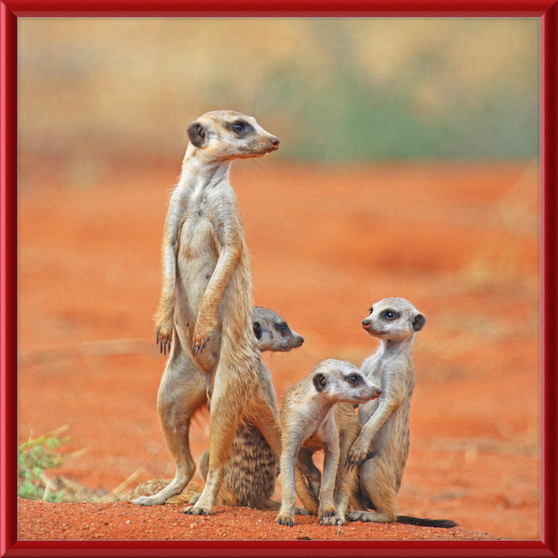 Meerkat (Suricata suricatta) with 3 Young - Great Pictures Framed