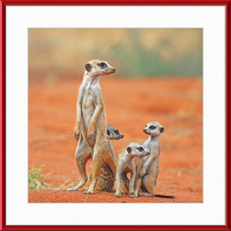 Meerkat (Suricata suricatta) with 3 Young - Great Pictures Framed