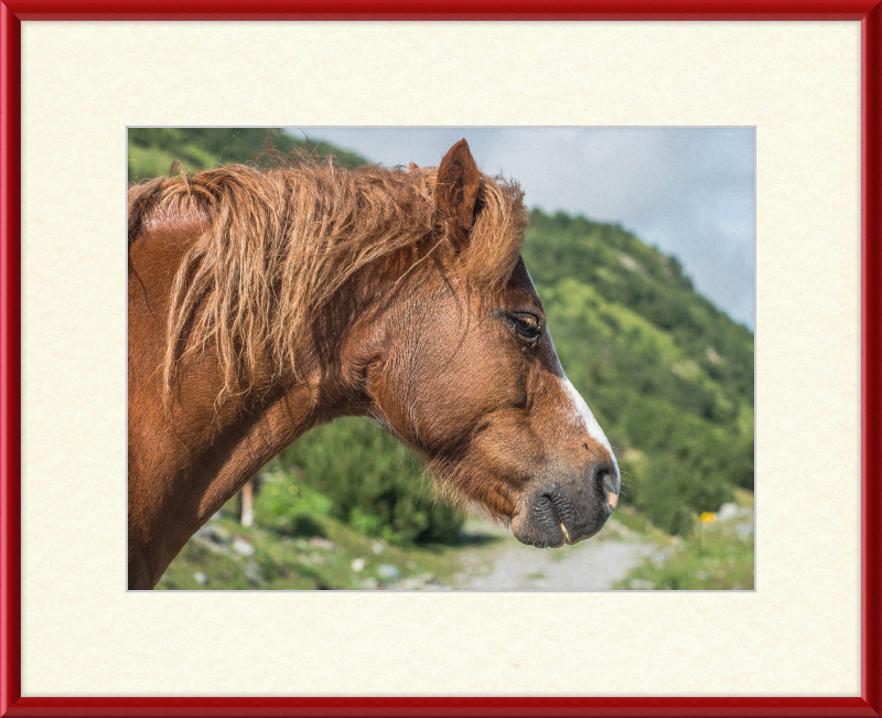 Galtar - Pferdekopf - Great Pictures Framed