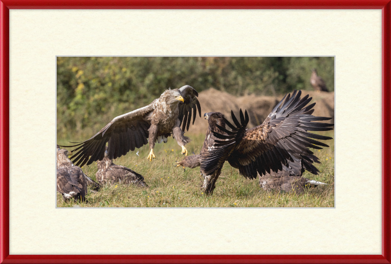 Fighting White-Tailed Eagles - Great Pictures Framed