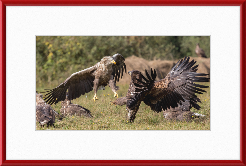 Fighting White-Tailed Eagles - Great Pictures Framed