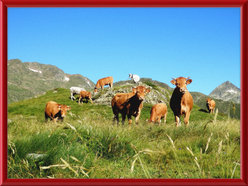 Ariege's Cows - Great Pictures Framed