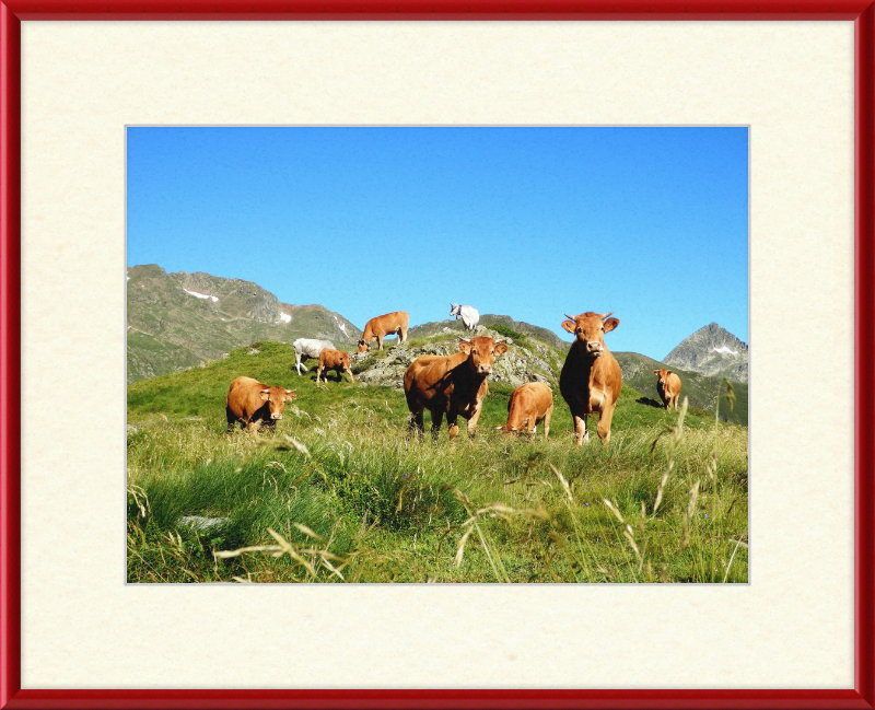 Ariege's Cows - Great Pictures Framed