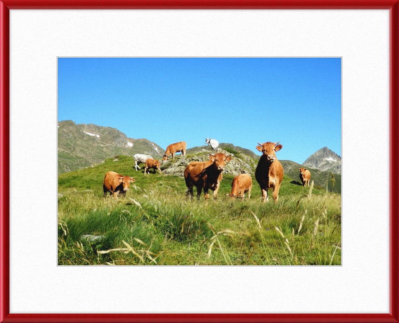 Ariege's Cows - Great Pictures Framed
