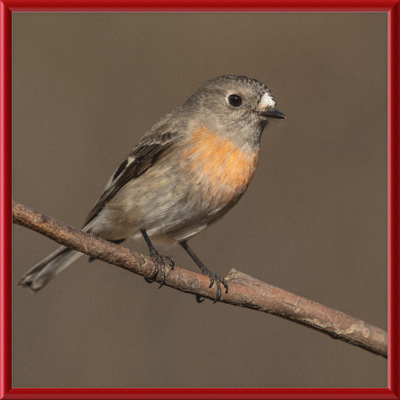 Scarlet Robin female - Blackheath - Great Pictures Framed