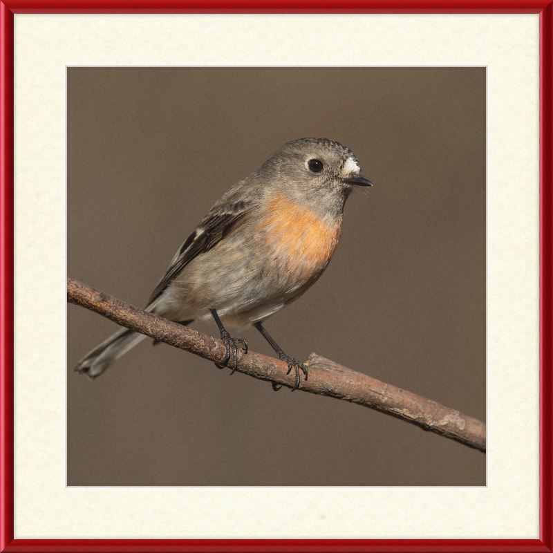 Scarlet Robin female - Blackheath - Great Pictures Framed