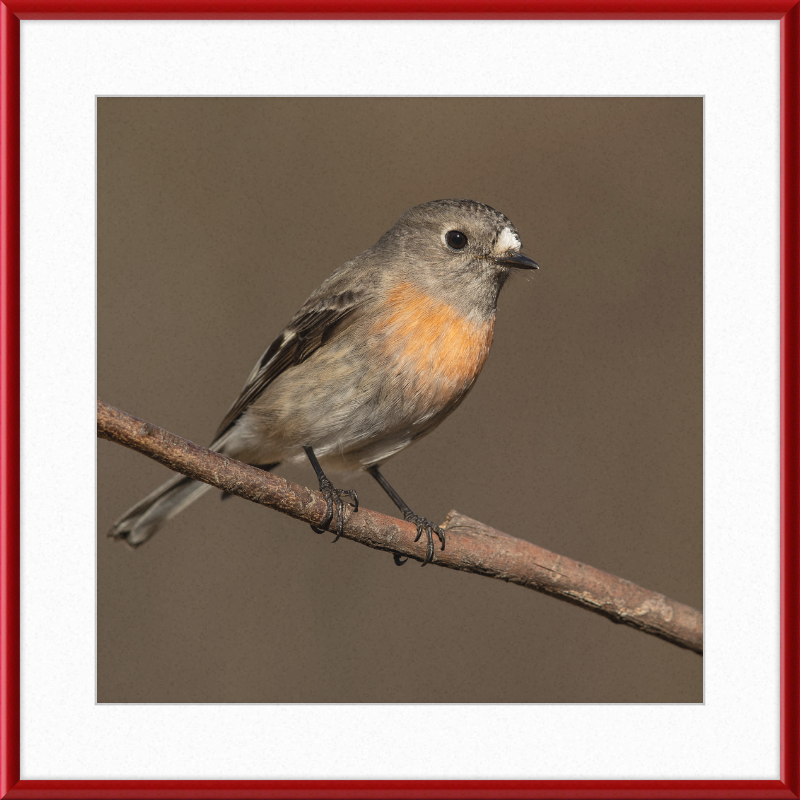 Scarlet Robin female - Blackheath - Great Pictures Framed