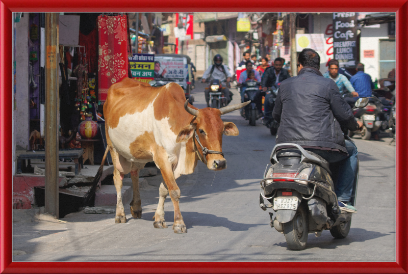 A Cow on the Streets of Udaipur - Great Pictures Framed