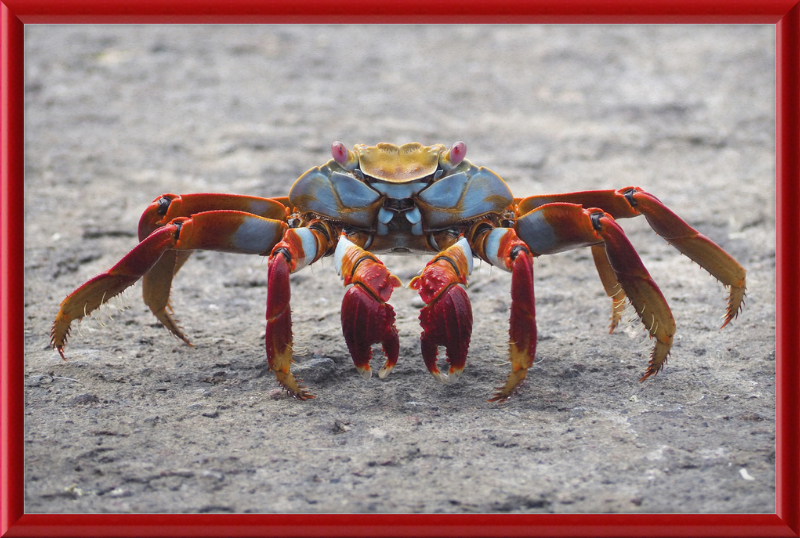 Sally Lightfoot Crab - Great Pictures Framed