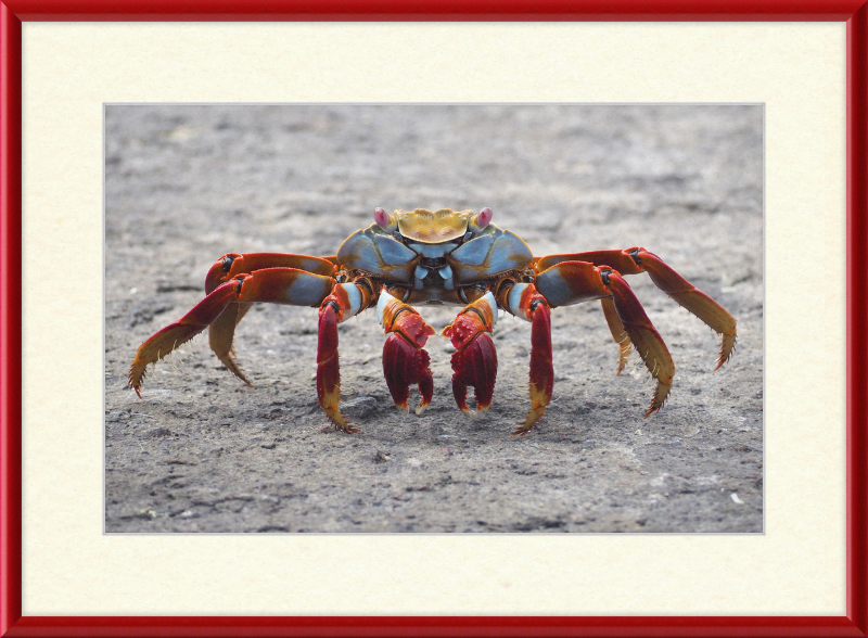 Sally Lightfoot Crab - Great Pictures Framed