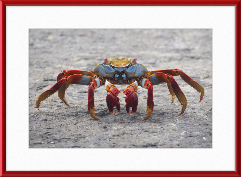 Sally Lightfoot Crab - Great Pictures Framed