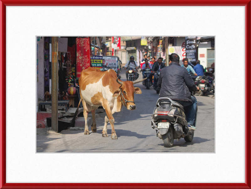 A Cow on the Streets of Udaipur - Great Pictures Framed