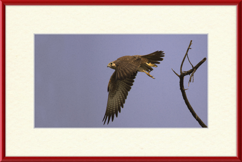 Laggar Falcon in Flight - Great Pictures Framed
