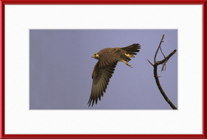 Laggar Falcon in Flight - Great Pictures Framed