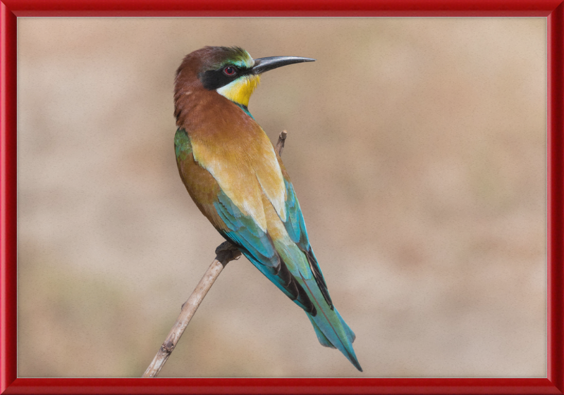 European Bee-eater - Great Pictures Framed