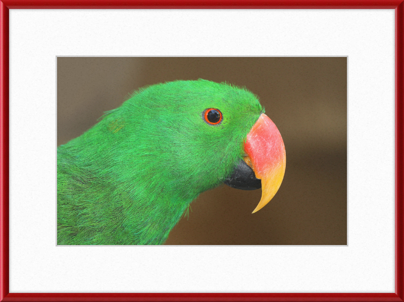 Eclectus Roratus - Great Pictures Framed