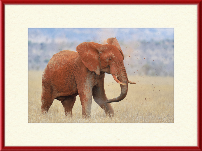 Red Elephant in Dirt - Great Pictures Framed