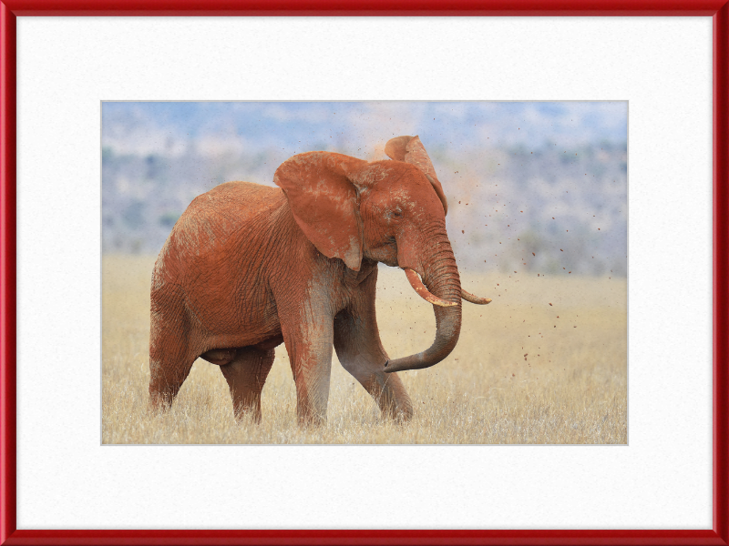 Red Elephant in Dirt - Great Pictures Framed