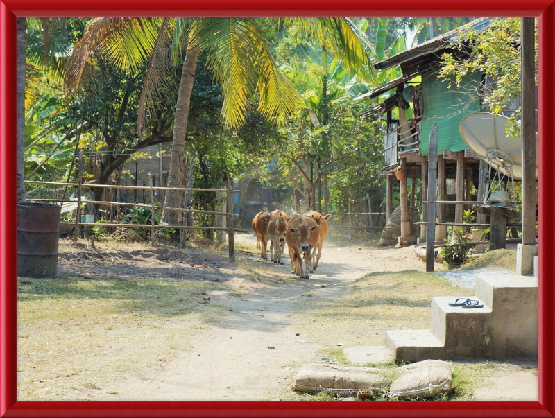 Ile de KHONG in Laos - Great Pictures Framed