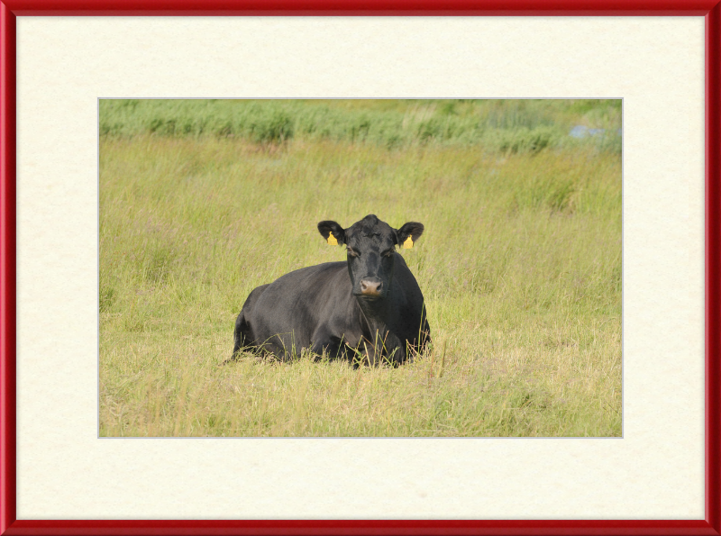 Skjern Enge - Great Pictures Framed