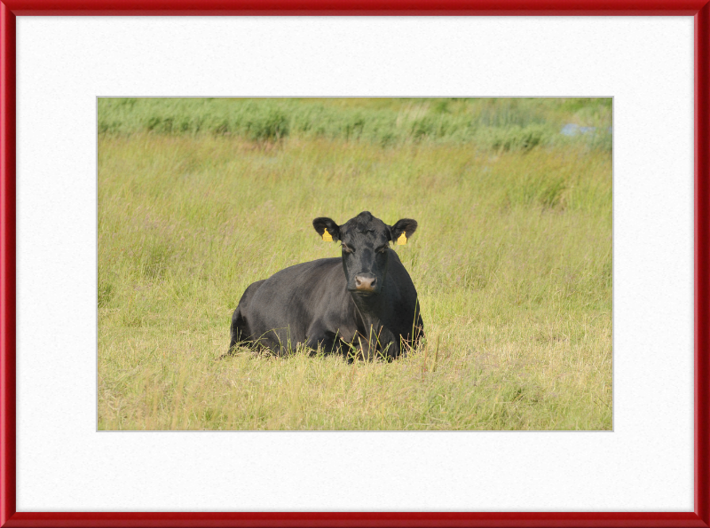 Skjern Enge - Great Pictures Framed