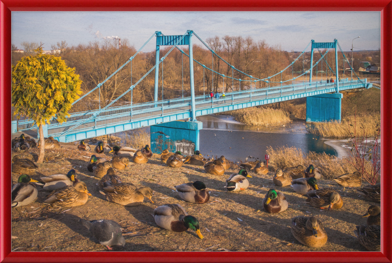 Ducks on the Embankment - Great Pictures Framed