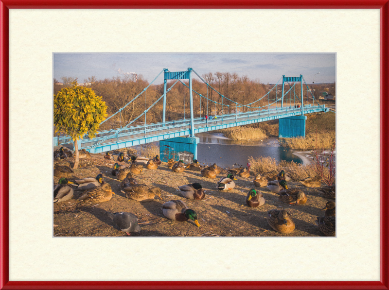 Ducks on the Embankment - Great Pictures Framed