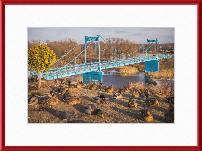 Ducks on the Embankment - Great Pictures Framed
