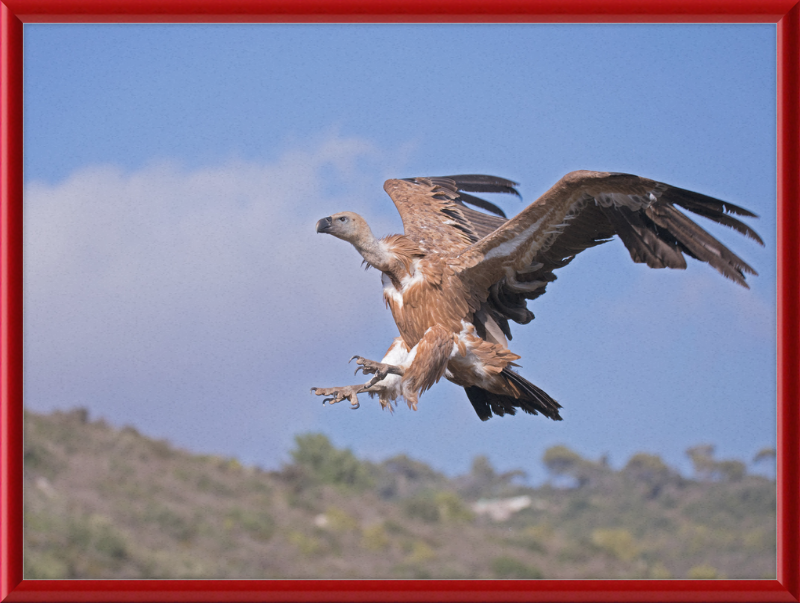 The Flight of a Griffon - Great Pictures Framed