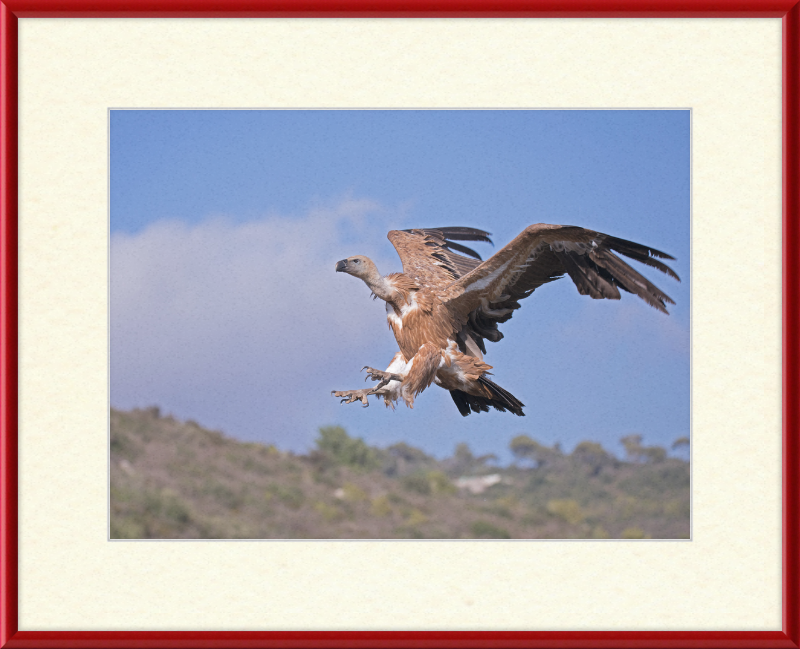 The Flight of a Griffon - Great Pictures Framed