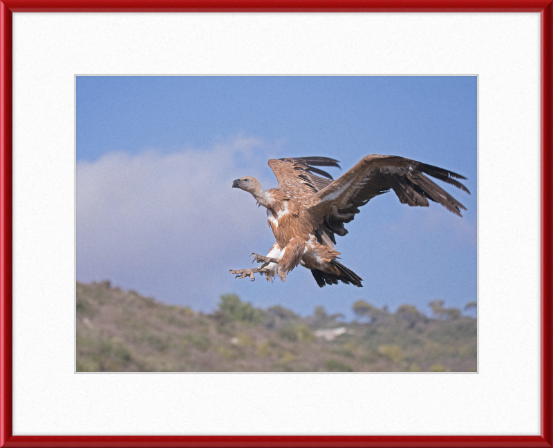 The Flight of a Griffon - Great Pictures Framed