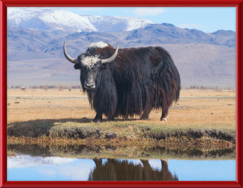 Sarlyk Yak - Great Pictures Framed