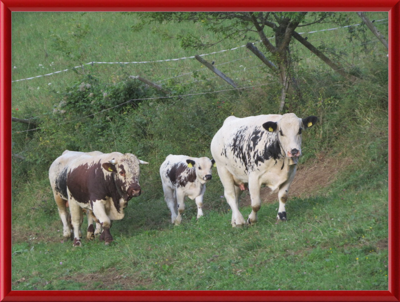 Cows on a Hill near Frankenfelsberg, Austria - Great Pictures Framed