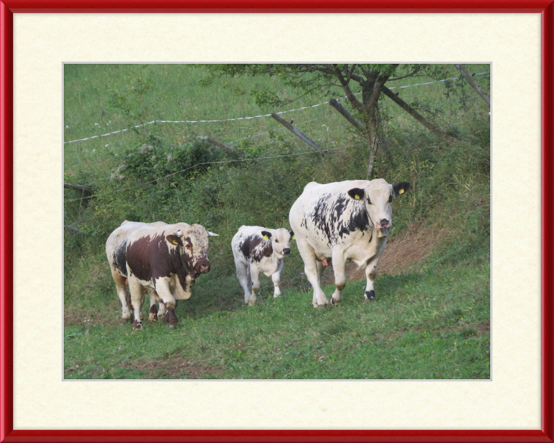 Cows on a Hill near Frankenfelsberg, Austria - Great Pictures Framed