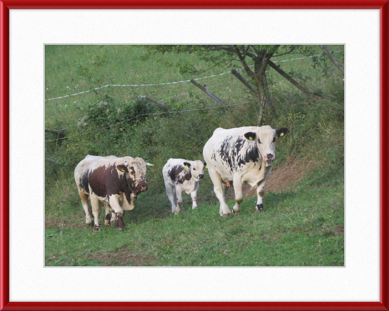 Cows on a Hill near Frankenfelsberg, Austria - Great Pictures Framed