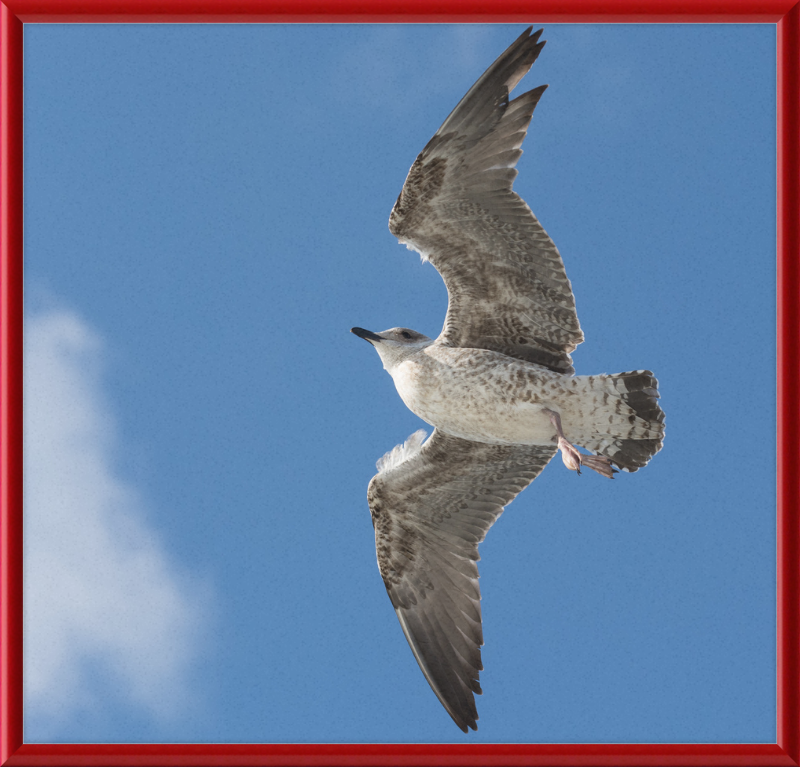 European Herring Gull (Larus Argentatus) - Great Pictures Framed