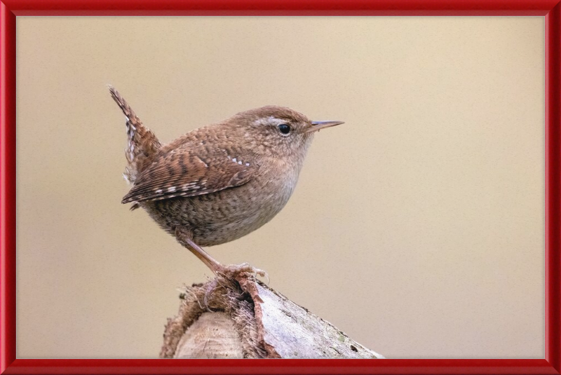 Eurasian Wren - Great Pictures Framed
