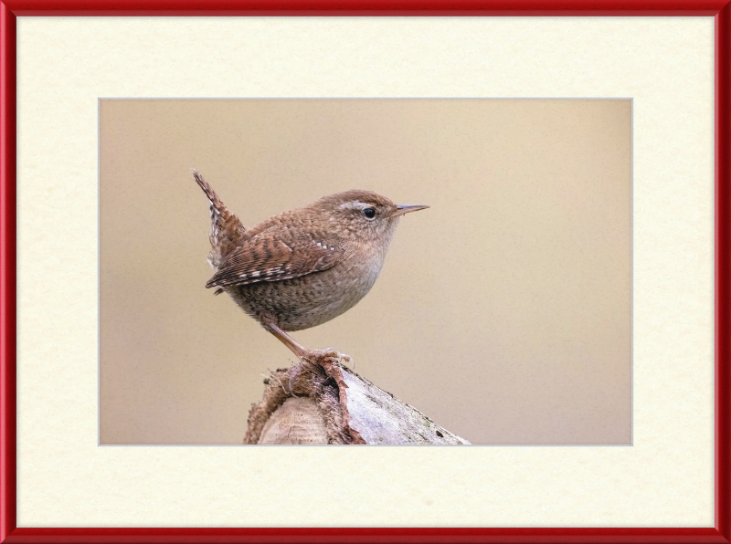 Eurasian Wren - Great Pictures Framed