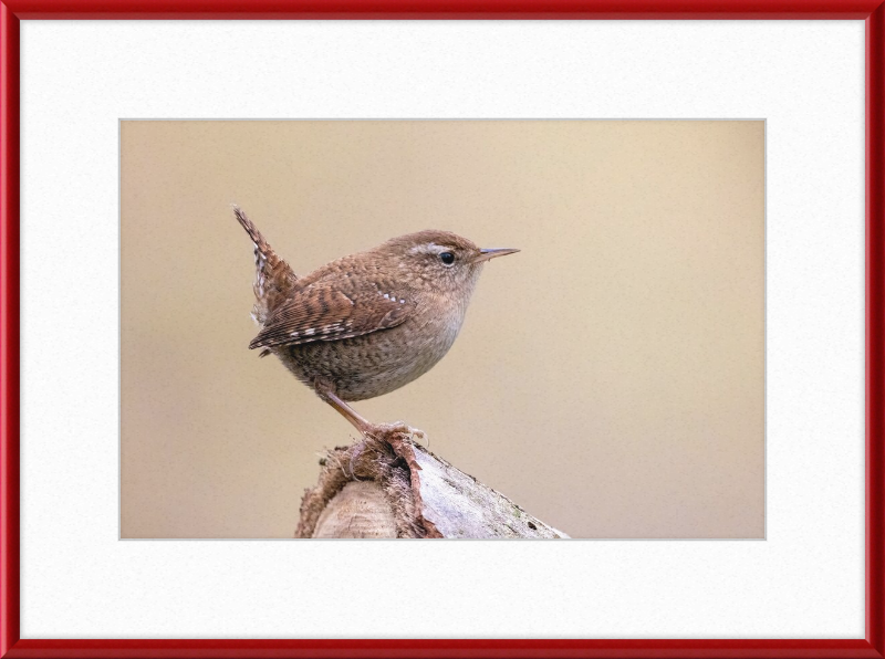 Eurasian Wren - Great Pictures Framed