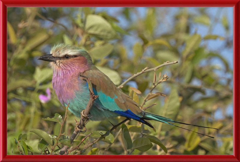 Lilac-Breasted Roller (Coracias Caudatus Caudatus) Botswana - Great Pictures Framed