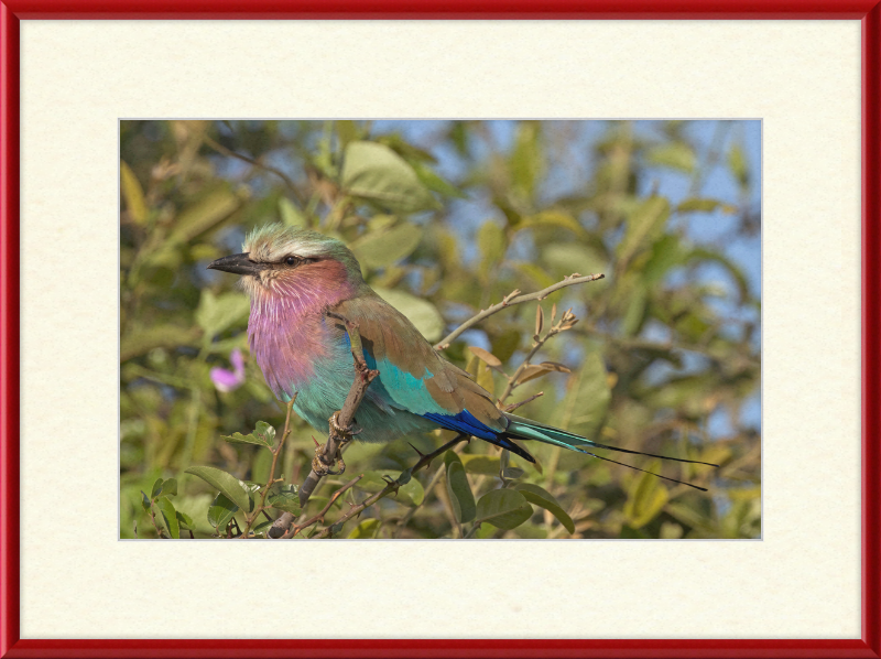 Lilac-Breasted Roller (Coracias Caudatus Caudatus) Botswana - Great Pictures Framed