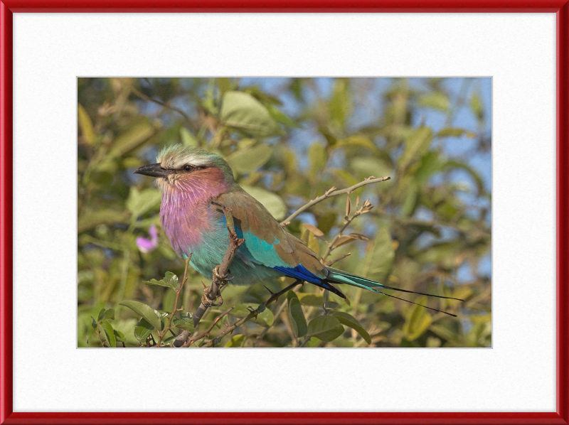 Lilac-Breasted Roller (Coracias Caudatus Caudatus) Botswana - Great Pictures Framed