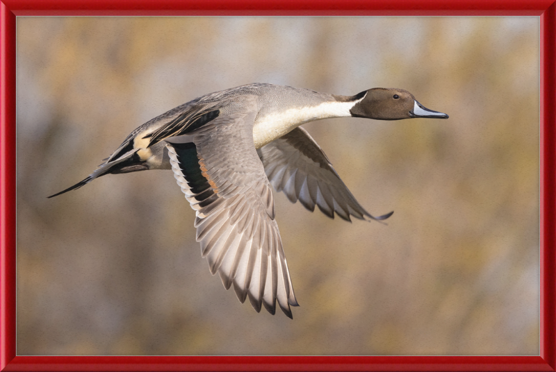 Male Northern Pintail (Anas Acuta) In Flight at Llano Seco - Great Pictures Framed