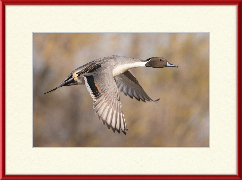 Male Northern Pintail (Anas Acuta) In Flight at Llano Seco - Great Pictures Framed