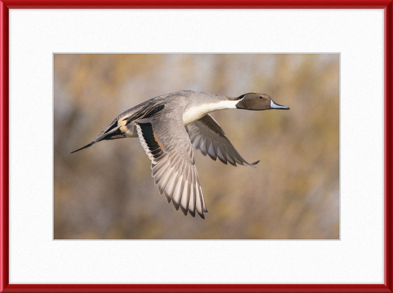 Male Northern Pintail (Anas Acuta) In Flight at Llano Seco - Great Pictures Framed