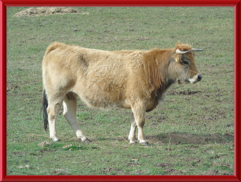 A Portrait of the San Emiliano Bull - Great Pictures Framed