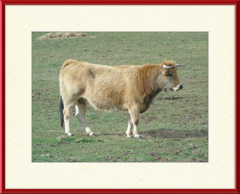A Portrait of the San Emiliano Bull - Great Pictures Framed