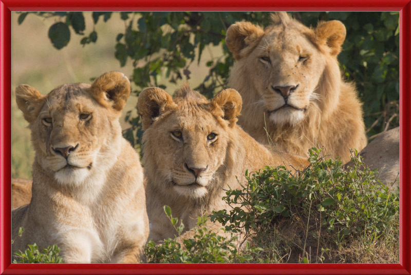 Lions Family Portrait Masai Mara - Great Pictures Framed
